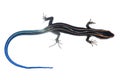 Blue tail skink lizard Royalty Free Stock Photo