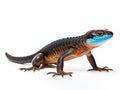 Blue tail skink lizard