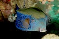 Blue tail trunck fish in the clear reef waters of the red sea