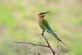 Blue tailed bee eater Royalty Free Stock Photo