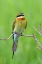 Blue Tailed Bee Eater. Royalty Free Stock Photo