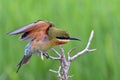 Blue Tailed Bee Eater Royalty Free Stock Photo
