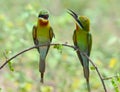 Blue-tailed Bee-eater