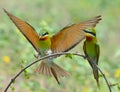 Blue-tailed Bee-eater