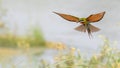 Blue-tailed Bee-eater (Merops philippinus) Royalty Free Stock Photo