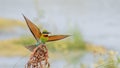 Blue-tailed Bee-eater (Merops philippinus) Royalty Free Stock Photo