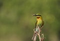 Blue Tailed bee eater with bee catch Royalty Free Stock Photo