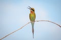 Blue-tailed bee-eater, bird Royalty Free Stock Photo