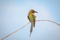 Blue-tailed bee-eater, bird Royalty Free Stock Photo