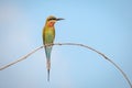 Blue-tailed bee-eater, bird Royalty Free Stock Photo