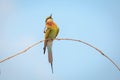 Blue-tailed bee-eater, bird Royalty Free Stock Photo