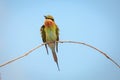 Blue-tailed bee-eater, bird Royalty Free Stock Photo