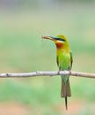 Blue tailed Bee eater bird Royalty Free Stock Photo