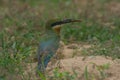 Blue-tailed Bee-eater bird on sand ground Royalty Free Stock Photo