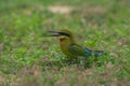 Blue-tailed Bee-eater bird on sand ground Royalty Free Stock Photo