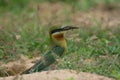 Blue-tailed Bee-eater bird on sand ground Royalty Free Stock Photo
