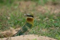 Blue-tailed Bee-eater bird on sand ground Royalty Free Stock Photo