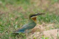 Blue-tailed Bee-eater bird on sand ground Royalty Free Stock Photo