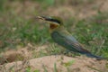 Blue-tailed Bee-eater bird on sand ground Royalty Free Stock Photo