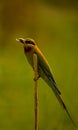 Blue Tailed Bee Eater Royalty Free Stock Photo