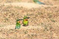 Blue-tailed Bee-eater Royalty Free Stock Photo