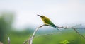 Blue-tailed bee-eater with a catch perches on a twig, and feeds on a bee, a small bee between its sharp beaks