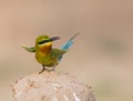 Blue tailed bee eater