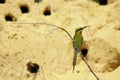 Blue tailed bee eater Royalty Free Stock Photo
