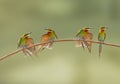 Blue Tailed Bee Eater family. Royalty Free Stock Photo