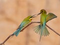 Blue tailed bee eater Royalty Free Stock Photo