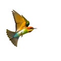 Blue-tailed Bee-eater in flight isolated on white background Royalty Free Stock Photo