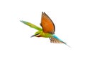 Blue-tailed Bee-eater in flight isolated on white background Royalty Free Stock Photo