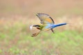 Blue-tailed Bee-eater flying Royalty Free Stock Photo