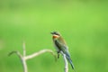 Blue tailed bee eater on green background