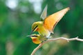 Blue-Tailed Bee Eater Mating Royalty Free Stock Photo