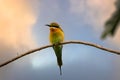 Blue-tailed Bee-eater Merops philippinus Royalty Free Stock Photo