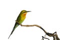 Blue-tailed bee-eater or Merops philippinus, beautiful bird islated perching on branch with white background.