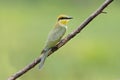 Blue-tailed Bee-eater Merops philippinus Beautiful juvenile Birds of Thailand