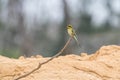 Blue-tailed Bee-eater Merops philippinus Royalty Free Stock Photo
