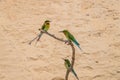 Blue-tailed Bee-eater Merops philippinus Royalty Free Stock Photo