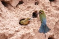 Blue-tailed bee-eater ( Merops philippinus ) Royalty Free Stock Photo