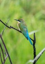 Blue tailed bee-eater Merops philippinus perched and observe Royalty Free Stock Photo
