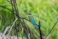 Blue tailed bee-eater Merops philippinus perched and observe Royalty Free Stock Photo