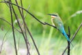 Blue tailed bee-eater Merops philippinus perched and observe Royalty Free Stock Photo