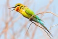 Blue-tailed bee-eater, merops philippinus Royalty Free Stock Photo