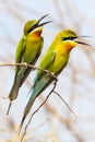 Blue-tailed bee-eater, merops philippinus Royalty Free Stock Photo