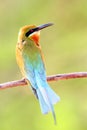Blue-tailed bee-eater, merops philippinus Royalty Free Stock Photo