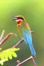 Blue-tailed bee-eater, merops philippinus Royalty Free Stock Photo