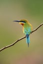 The blue-tailed bee-eater Merops philippinus sitting on the branch. A large green Asian bee-eater sitting on a thin branch with