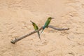 Blue-tailed Bee-eater Merops philippinus Royalty Free Stock Photo